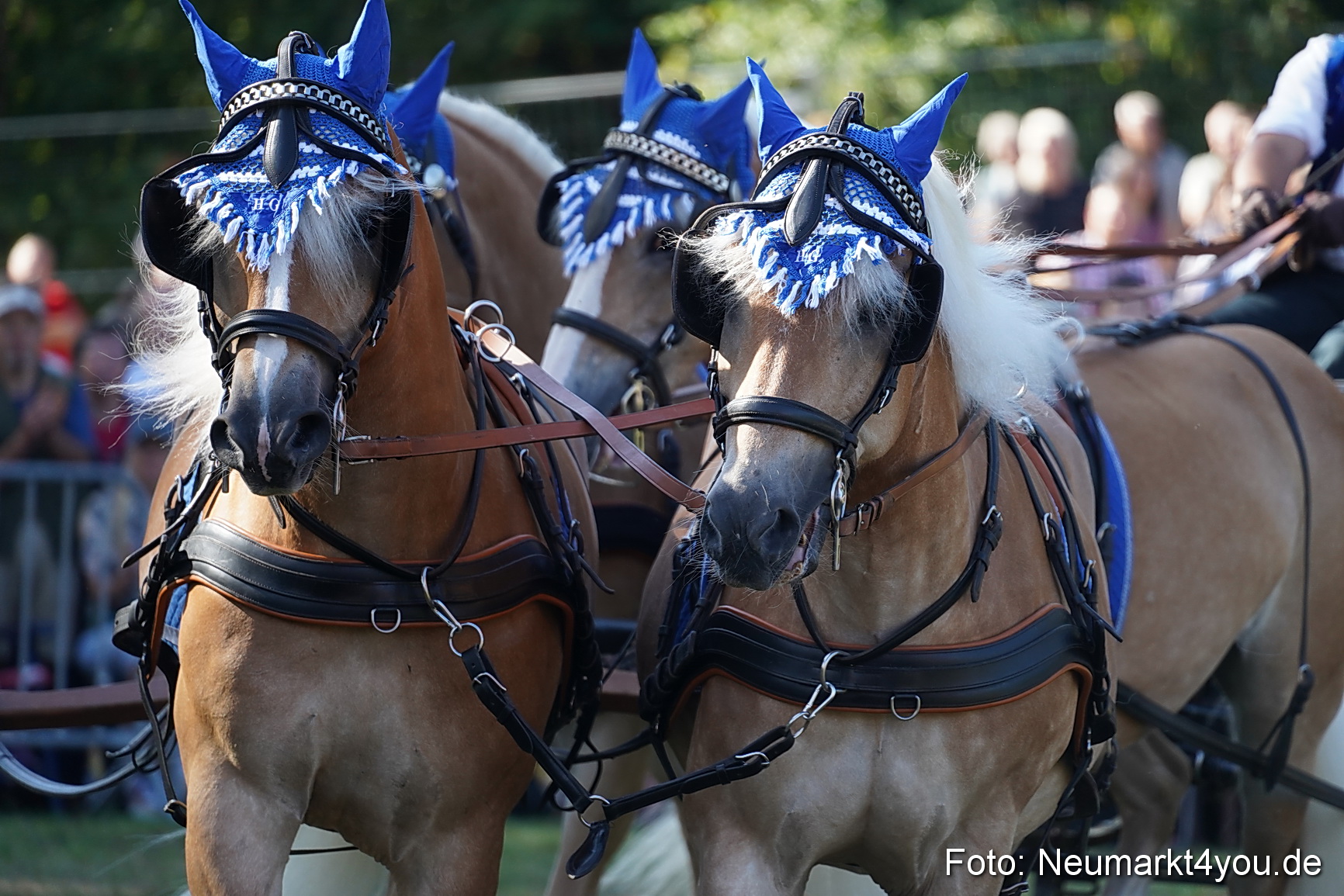 Pferde und Fohlenschau 2022 0104 